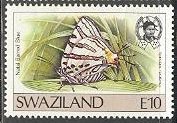 Natal Bar (Spindasis natalensis)