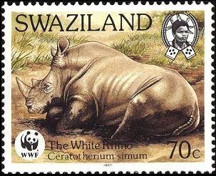 White Rhinoceros (Ceratotherium simum)
