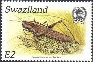 Stamp, Red Locust (Nomadacris septemfasciata), Swaziland,  