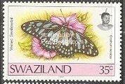 Veined Swordtail (Graphium leonidas)