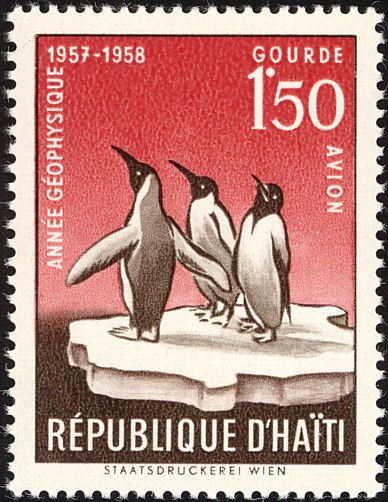 King Penguin (Aptenodytes patagonicus)