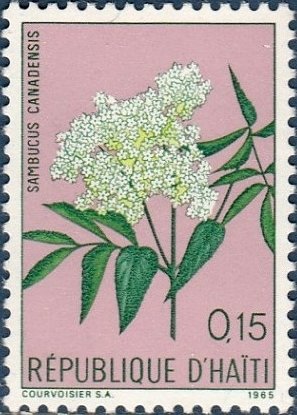 American Elder