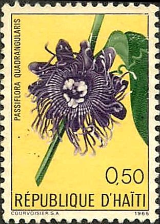 Passiflora quadrangularis
