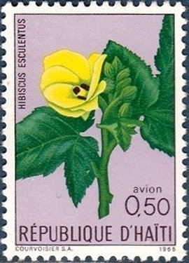 Hibiscus esculentus