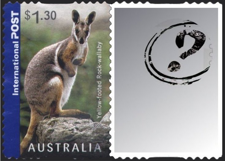 Yellow-footed Rock Wallaby (Petrogale xanthopus)