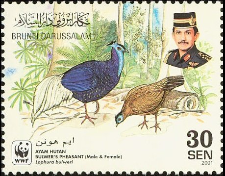 Bulwer's Pheasant (Lophura bulweri)