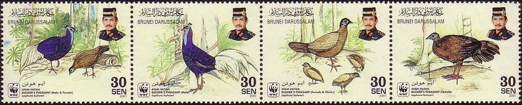 Bulwer's Pheasant (Lophura bulweri)