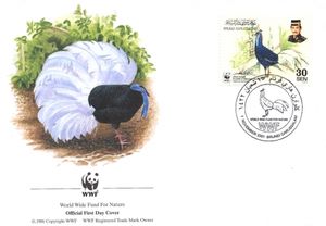 Bulwer's Pheasant (Lophura bulweri)