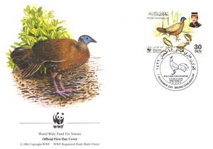 Bulwer's Pheasant (Lophura bulweri)