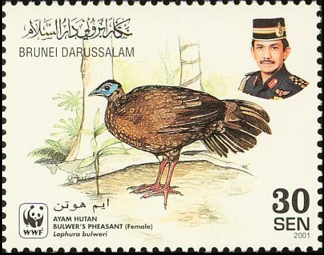 Bulwer's Pheasant (Lophura bulweri)