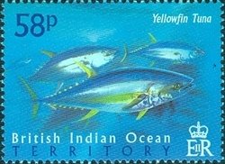 Yellowfin Tuna  (Thunnus albacares)