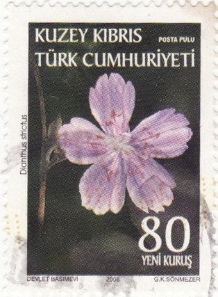 Dianthus strictus