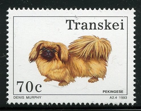 Pekingese Dog (Canis lupus familiaris)