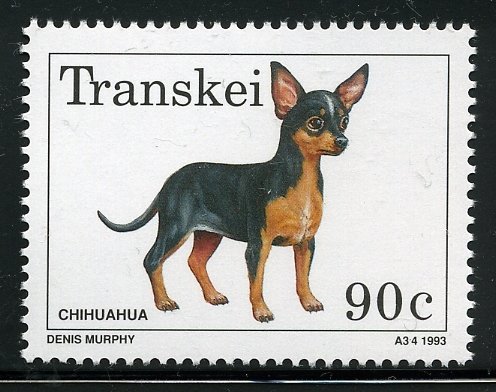 Chihuahua (Canis lupus familiaris)