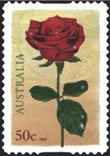 Red Rose