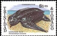 Leatherback Sea-Turtle (Dermochelys coriacea)