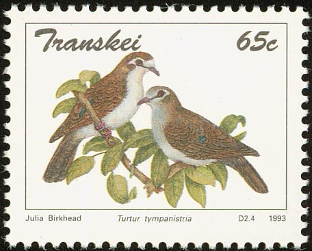 Tambourine Dove (Turtur tympanistria)