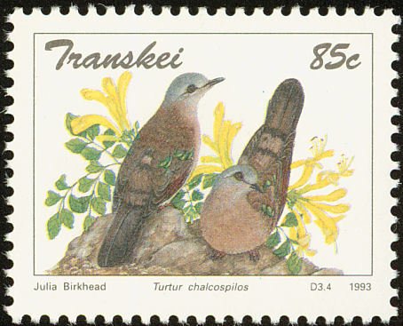 Emerald-spotted Wood Dove (Turtur chalcospilos)