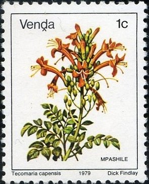 Stamp, Tecomaria capensis, South Africa, Homelands,  , Plants (Flora)