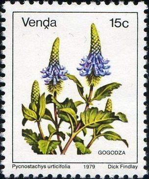 Pycnostachys urticifolia