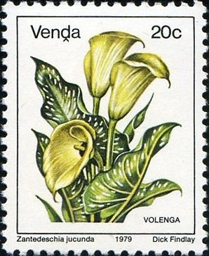 Stamp, Zantedeschia jucunda, South Africa, Homelands,  , Plants (Flora)