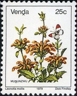 Leonotis mollis