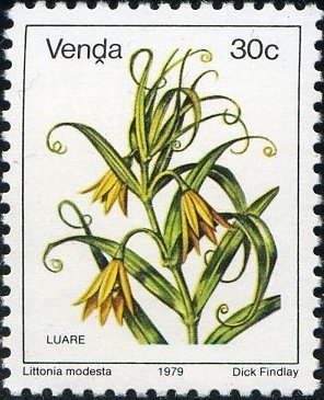 Littonia modesta