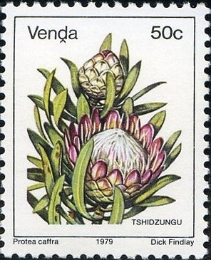 Stamp, Protea caffra, South Africa, Homelands,  , Plants (Flora)