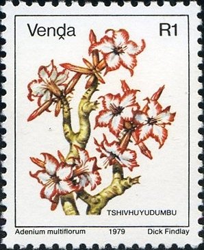 Desert Rose (Adenium multiflorum)