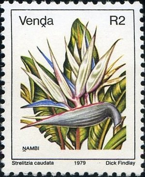 Mountain Strelitzia (Strelitzia caudata)