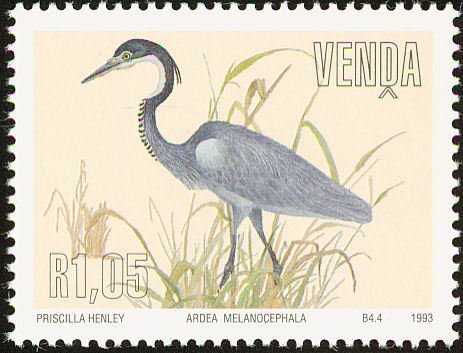 Black-headed Heron (Ardea melanocephala)
