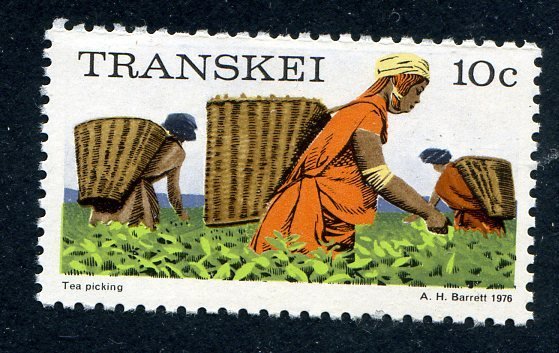 Picking tea