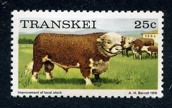 Cattle (Bos primigenius taurus)