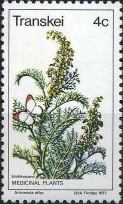 Artemesia affra