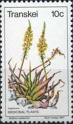 Bulbine natalensis