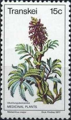 Melianthus major