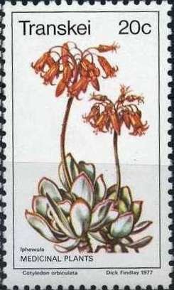 Cotyledon orbiculata
