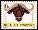 African Buffalo (Syncerus caffer)