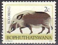 Southern Bushpig (Potamochoerus larvatus koiropotamus)