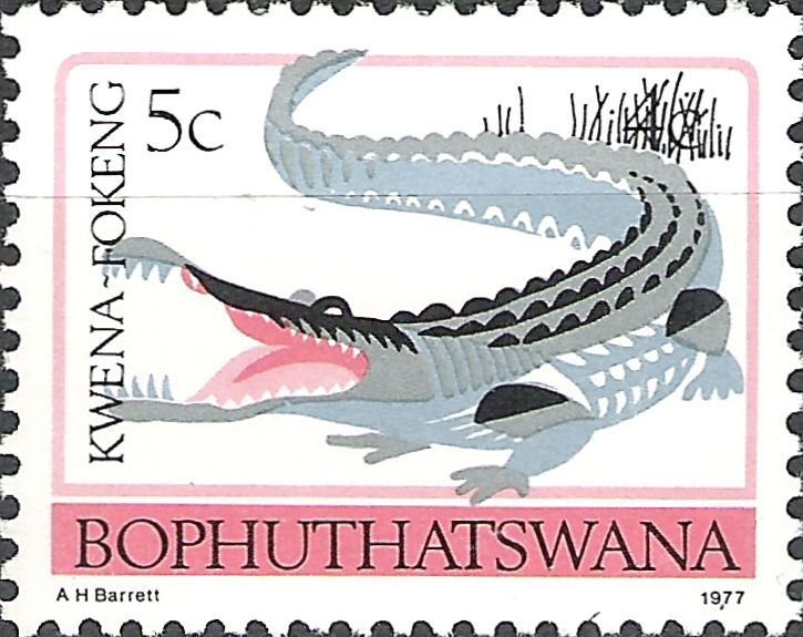 Nile Crocodile (Crocodylus niloticus)