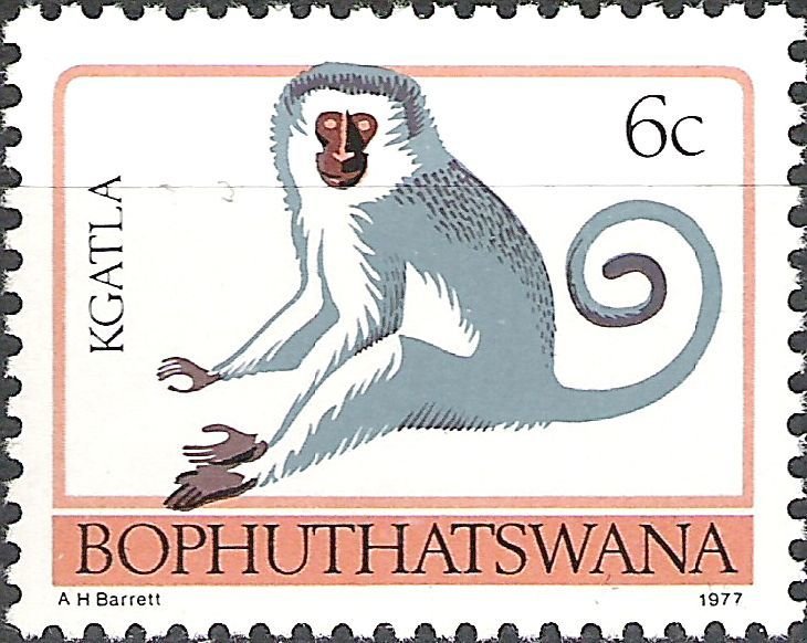 Grivet (Cercopithecus aethiops)