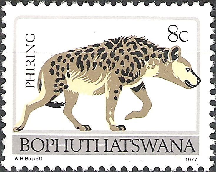 Spotted Hyena (Crocuta crocuta)