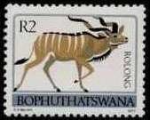 Stamp, Greater Kudu (Tragelaphus strepsiceros), South Africa, Homelands,  