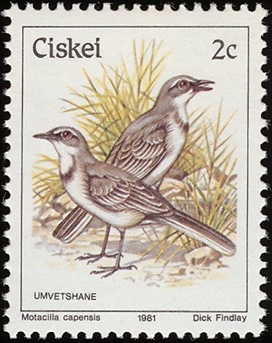 Cape Wagtail (Motacilla capensis)