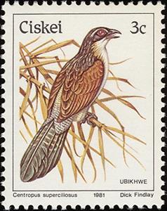 Stamp, White-browed Coucal (Centropus superciliosus), South Africa, Homelands,  , Birds, Animals (Fauna)