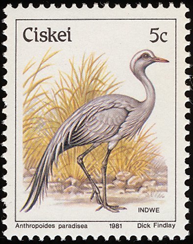 Blue Crane (Anthropoides paradiseus)