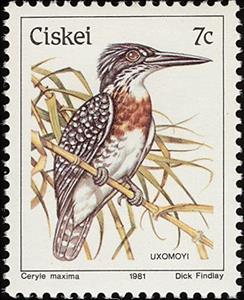 Stamp, Giant Kingfisher (Megaceryle maxima), South Africa, Homelands,  , Birds, Animals (Fauna)