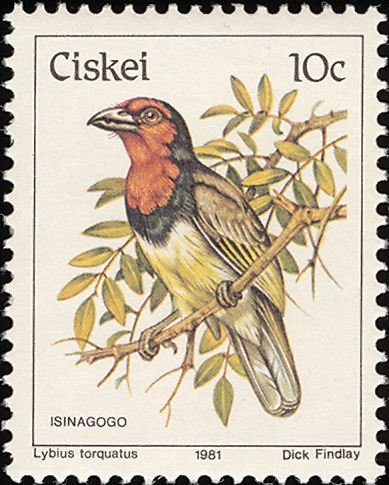 Black-collared Barbet (Lybius torquatus)