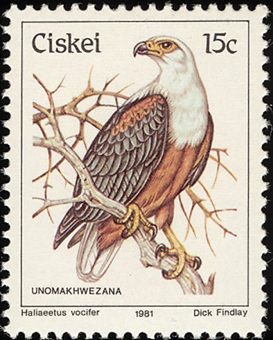 African Fish Eagle (Haliaeetus vocifer)