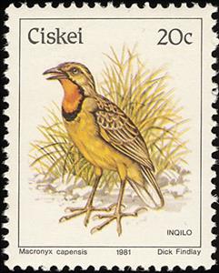 Stamp, Cape Longclaw (Macronyx capensis), South Africa, Homelands,  , Birds, Animals (Fauna)